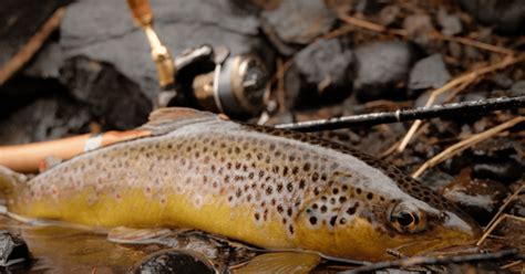 what pound test for soft plastics|What Pound Test for Trout: Choosing the Right Line .